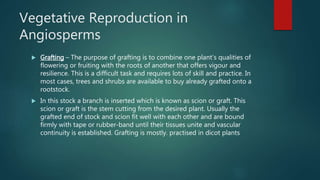 Vegetative Reproduction in
Angiosperms
 Grafting – The purpose of grafting is to combine one plant's qualities of
flowering or fruiting with the roots of another that offers vigour and
resilience. This is a difficult task and requires lots of skill and practice. In
most cases, trees and shrubs are available to buy already grafted onto a
rootstock.
 In this stock a branch is inserted which is known as scion or graft. This
scion or graft is the stem cutting from the desired plant. Usually the
grafted end of stock and scion fit well with each other and are bound
firmly with tape or rubber-band until their tissues unite and vascular
continuity is established. Grafting is mostly. practised in dicot plants
 