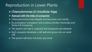 Reproduction in Lower Plants
 Chlamydomonas (A Unicellular Alga)
 Asexual-with the help of zoospores
 Chlamydomonas loses flagella and becomes non-motile.
 Its protoplasm (cytoplasm and nucleus) divides mitotically and
forms 4-8 zoospores.
 The parent cell wall is ruptured and zoospores are released.
 Each zoospore develops a cell wall and grows into an adult
cell.
 The parent cell does not exist, any more.
 