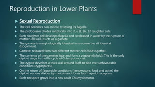 Reproduction in Lower Plants
 Sexual Reproduction
 The cell becomes non-motile by losing its flagella.
 The protoplasm divides mitotically into 2, 4, 8, 16, 32 daughter cells.
 Each daughter cell develops flagella and is released in water by the rupture of
mother cell wall. It acts as a gamete.
 The gamete is morphologically identical in structure but all identical
(Isogamous).
 Gametes released from two different mother cells fuse together.
 The contents of the gametes fuse and form a zygote (diploid). This is the only
diploid stage in the life cycle of Chlamydomonas.
 The zygote develops a thick wall around itself to tide over unfavourable
conditions (zygospores)
 On the return of favourable conditions (temperature, food and water) the
diploid nucleus divides by meiosis and forms four haploid zoospores.
 Each zoospore grows into a new adult Chlamydomonas
 