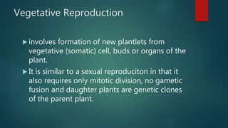 Vegetative Reproduction
 involves formation of new plantlets from
vegetative (somatic) cell, buds or organs of the
plant.
 It is similar to a sexual reproduciton in that it
also requires only mitotic division, no gametic
fusion and daughter plants are genetic clones
of the parent plant.
 