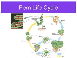 Plant reproduction | PPT