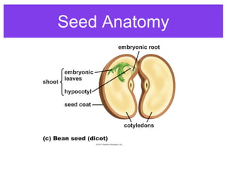 plant_reproduction.ppt grade 11 Stem strand | PPT