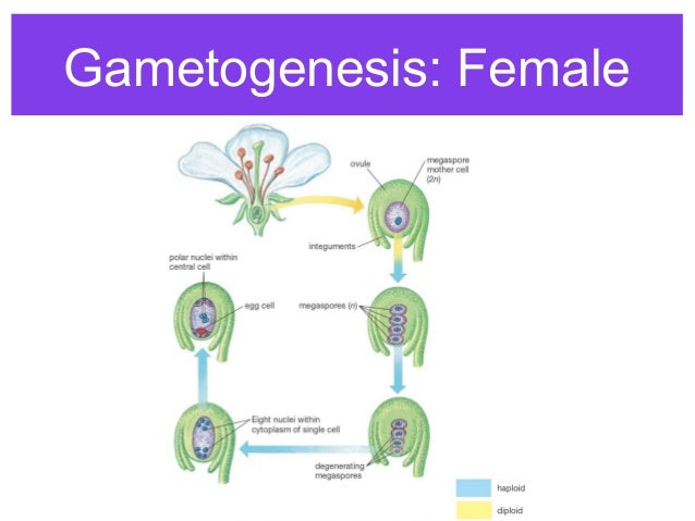 Plant Reproduction 1
