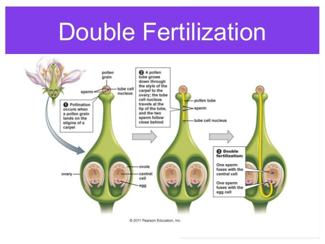 Why is the process of sexual reproduction in plants called double fertilization Why is the process of sexual reproduction in plants called double fertilization