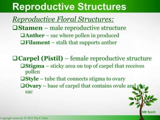 Copyright reserved.  2012 The E Tutor
Reproductive Structures
Reproductive Floral Structures:
Stamen – male reproductive structure
Anther – sac where pollen in produced
Filament – stalk that supports anther
Carpel (Pistil) – female reproductive structure
Stigma – sticky area on top of carpel that receives
pollen
Style – tube that connects stigma to ovary
Ovary – base of carpel that contains ovule and egg
sac
 