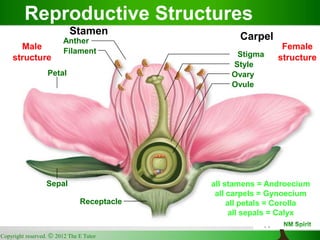 Copyright reserved.  2012 The E Tutor
11
Stamen
Anther
Filament
Carpel
Stigma
Style
Ovary
Ovule
Petal
Receptacle
Sepal all stamens = Androecium
all carpels = Gynoecium
all petals = Corolla
all sepals = Calyx
Male
structure
Female
structure
Reproductive Structures
 