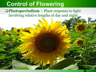 Control of Flowering
Photoperiodism – Plant response to light
involving relative lengths of day and night.
 