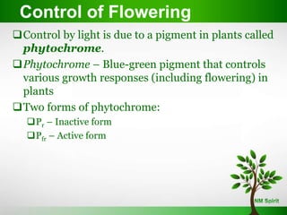 Control by light is due to a pigment in plants called
phytochrome.
Phytochrome – Blue-green pigment that controls
various growth responses (including flowering) in
plants
Two forms of phytochrome:
Pr – Inactive form
Pfr – Active form
Control of Flowering
 