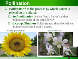 Pollination
 Pollination is the process by which pollen is
placed on the stigma
 Self-pollination: Pollen from a flower’s anther
pollinates stigma of the same flower.
 Cross-pollination: Pollen from anther of one flower
pollinates another flower’s stigma.
Self PollinationCross-pollination
 