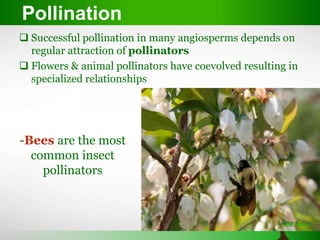  Successful pollination in many angiosperms depends on
regular attraction of pollinators
 Flowers & animal pollinators have coevolved resulting in
specialized relationships
Pollination
-Bees are the most
common insect
pollinators
 
