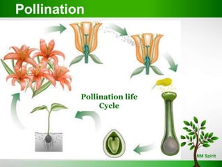 Pollination life
Cycle
Pollination
 