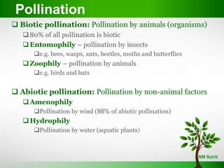 Biotic pollination: Pollination by animals (organisms)
80% of all pollination is biotic
Entomophily – pollination by insects
e.g. bees, wasps, ants, beetles, moths and butterflies
Zoophily – pollination by animals
e.g. birds and bats
 Abiotic pollination: Pollination by non-animal factors
Amenophily
Pollination by wind (98% of abiotic pollination)
Hydrophily
Pollination by water (aquatic plants)
Pollination
 