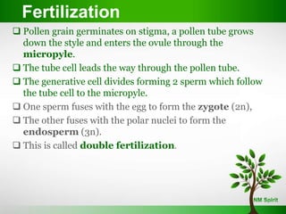 Fertilization
 Pollen grain germinates on stigma, a pollen tube grows
down the style and enters the ovule through the
micropyle.
 The tube cell leads the way through the pollen tube.
 The generative cell divides forming 2 sperm which follow
the tube cell to the micropyle.
 One sperm fuses with the egg to form the zygote (2n),
 The other fuses with the polar nuclei to form the
endosperm (3n).
 This is called double fertilization.
 
