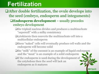After double fertilization, the ovule develops into
the seed (embryo, endosperm and integuments)
Endosperm development – usually precedes
embryo development
the triploid nucleus divides and produces a multinucleate
“supercell” with a milky consistency
cytokinesis then converts the multinucleate cell into a
multicellular endosperm
these “naked” cells will eventually produce cell walls and the
endosperm will become solid
the “milk” of the coconut is an example of liquid endosperm
and the “meat” is an example of a solid endosperm
if the endosperm is used during the development of
the cotyledons then the seed will lack an
endosperm as it matures
Fertilization
 