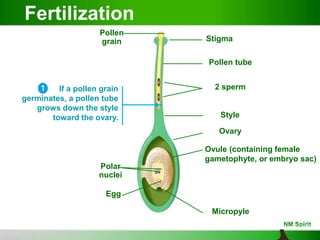 Stigma
Pollen tube
2 sperm
Style
Ovary
Ovule (containing female
gametophyte, or embryo sac)
Micropyle
Polar
nuclei
Egg
If a pollen grain
germinates, a pollen tube
grows down the style
toward the ovary.
Pollen
grain
Fertilization
 