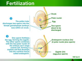 Ovule
Polar nuclei
Egg
Two sperm
about to be
discharged
The pollen tube
discharges two sperm into the
female gametophyte (embryo
sac) within an ovule.
One sperm fertilizes
the egg, forming the zygote.
The other sperm combines
with the two polar nuclei of
the embryo sac’s large
central cell, forming a
triploid cell that develops
into the nutritive tissue
called endosperm.
Endosperm nucleus (3n)
(2 polar nuclei plus sperm)
Zygote (2n)
(egg plus sperm)
Fertilization
 
