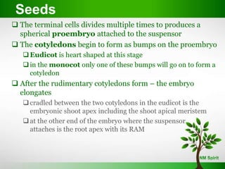 Seeds
 The terminal cells divides multiple times to produces a
spherical proembryo attached to the suspensor
 The cotyledons begin to form as bumps on the proembryo
Eudicot is heart shaped at this stage
in the monocot only one of these bumps will go on to form a
cotyledon
 After the rudimentary cotyledons form – the embryo
elongates
cradled between the two cotyledons in the eudicot is the
embryonic shoot apex including the shoot apical meristem
at the other end of the embryo where the suspensor
attaches is the root apex with its RAM
 