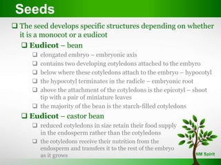  The seed develops specific structures depending on whether
it is a monocot or a eudicot
 Eudicot – bean
 elongated embryo – embryonic axis
 contains two developing cotyledons attached to the embyro
 below where these cotyledons attach to the embryo – hypocotyl
 the hypocotyl terminates in the radicle – embryonic root
 above the attachment of the cotyledons is the epicotyl – shoot
tip with a pair of miniature leaves
 the majority of the bean is the starch-filled cotyledons
 Eudicot – castor bean
 reduced cotyledons in size retain their food supply
in the endosperm rather than the cotyledons
 the cotyledons receive their nutrition from the
endosperm and transfers it to the rest of the embryo
as it grows
Seeds
 