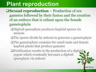 Sexual reproduction – Production of sex
gametes followed by their fusion and the creation
of an embryo that is reliant upon the female
gametophyte
Diploid sporophyte produces haploid spores via
meiosis
The spores divide by mitosis to generate a gametophyte
The gametophyte contains the small male and female
haploid plants that produce gametes
Fertilization results in the production of a diploid
zygote which eventually becomes a diploid
sporophyte via mitosis
Plant reproduction
 