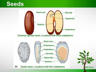 Seeds
Seed coat Epicotyl
Radicle
Hypocotyl
Cotyledons
Common garden bean, a eudicot with thick cotyledons
Seed coat
Cotyledons
Epicotyl
Radicle
Hypocotyl
Endosperm
Castor bean, a eudicot with thin cotyledons
 