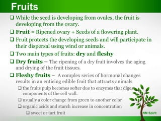 Fruits
 While the seed is developing from ovules, the fruit is
developing from the ovary.
 Fruit = Ripened ovary + Seeds of a flowering plant.
 Fruit protects the developing seeds and will participate in
their dispersal using wind or animals.
 Two main types of fruits: dry and fleshy
 Dry fruits – The ripening of a dry fruit involves the aging
and drying of the fruit tissues.
 Fleshy fruits – A complex series of hormonal changes
results in an enticing edible fruit that attracts animals
 the fruits pulp becomes softer due to enzymes that digest
components of the cell wall.
 usually a color change from green to another color
 organic acids and starch increase in concentration
 sweet or tart fruit
 