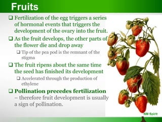  Fertilization of the egg triggers a series
of hormonal events that triggers the
development of the ovary into the fruit.
 As the fruit develops, the other parts of
the flower die and drop away
 Tip of the pea pod is the remnant of the
stigma
 The fruit ripens about the same time
the seed has finished its development
 Accelerated through the production of
ethylene
 Pollination precedes fertilization
– therefore fruit development is usually
a sign of pollination.
Fruits
 