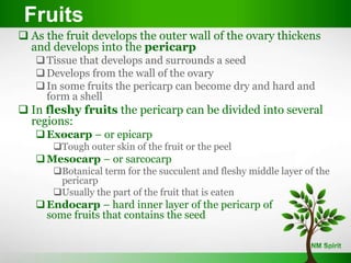  As the fruit develops the outer wall of the ovary thickens
and develops into the pericarp
Tissue that develops and surrounds a seed
Develops from the wall of the ovary
In some fruits the pericarp can become dry and hard and
form a shell
 In fleshy fruits the pericarp can be divided into several
regions:
Exocarp – or epicarp
Tough outer skin of the fruit or the peel
Mesocarp – or sarcocarp
Botanical term for the succulent and fleshy middle layer of the
pericarp
Usually the part of the fruit that is eaten
Endocarp – hard inner layer of the pericarp of
some fruits that contains the seed
Fruits
 