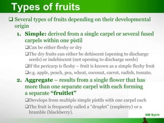 Types of fruits
 Several types of fruits depending on their developmental
origin
1. Simple: derived from a single carpel or several fused
carpels within one pistil
Can be either fleshy or dry
The dry fruits can either be dehiscent (opening to discharge
seeds) or indehiscent (not opening to discharge seeds)
If the pericarp is fleshy – fruit is known as a simple fleshy fruit
e.g. apple, peach, pea, wheat, coconut, carrot, radish, tomato.
2. Aggregate – results from a single flower that has
more than one separate carpel with each forming
a separate “fruitlet”
Develops from multiple simple pistils with one carpel each
The fruit is frequently called a “druplet” (raspberry) or a
bramble (blackberry).
 