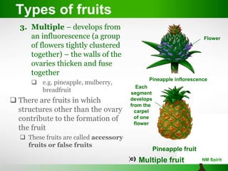 3. Multiple – develops from
an influorescence (a group
of flowers tightly clustered
together) – the walls of the
ovaries thicken and fuse
together
 e.g. pineapple, mulberry,
breadfruit
 There are fruits in which
structures other than the ovary
contribute to the formation of
the fruit
 These fruits are called accessory
fruits or false fruits
Types of fruits
Pineapple inflorescence
Multiple fruit
Flower
Each
segment
develops
from the
carpel
of one
flower
Pineapple fruit
 
