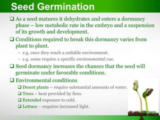 Seed Germination
 As a seed matures it dehydrates and enters a dormancy
phase – low metabolic rate in the embryo and a suspension
of its growth and development.
 Conditions required to break this dormancy varies from
plant to plant.
– e.g. once they reach a suitable environment.
– e.g. some require a specific environmental cue.
 Seed dormancy increases the chances that the seed will
germinate under favorable conditions.
 Environmental conditions
 Desert plants – require substantial amounts of water.
 Trees – heat provided by fires.
 Extended exposure to cold.
 Lettuce – requires increased light.
 
