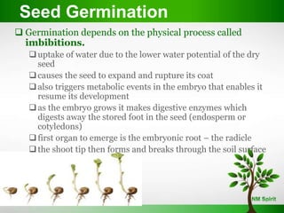  Germination depends on the physical process called
imbibitions.
uptake of water due to the lower water potential of the dry
seed
causes the seed to expand and rupture its coat
also triggers metabolic events in the embryo that enables it
resume its development
as the embryo grows it makes digestive enzymes which
digests away the stored foot in the seed (endosperm or
cotyledons)
first organ to emerge is the embryonic root – the radicle
the shoot tip then forms and breaks through the soil surface
Seed Germination
 