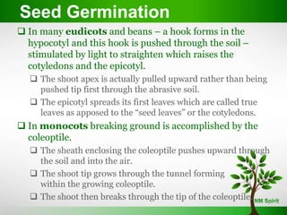  In many eudicots and beans – a hook forms in the
hypocotyl and this hook is pushed through the soil –
stimulated by light to straighten which raises the
cotyledons and the epicotyl.
 The shoot apex is actually pulled upward rather than being
pushed tip first through the abrasive soil.
 The epicotyl spreads its first leaves which are called true
leaves as apposed to the “seed leaves” or the cotyledons.
 In monocots breaking ground is accomplished by the
coleoptile.
 The sheath enclosing the coleoptile pushes upward through
the soil and into the air.
 The shoot tip grows through the tunnel forming
within the growing coleoptile.
 The shoot then breaks through the tip of the coleoptile.
Seed Germination
 