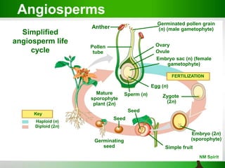Haploid (n)
Diploid (2n)
Key
Simplified angiosperm life cycle
Germinating
seed
Seed
Seed
Simple fruit
Embryo (2n)
(sporophyte)
Zygote
(2n)
FERTILIZATION
Egg (n)
Sperm (n)
Embryo sac (n) (female
gametophyte)
Ovule
Ovary
Germinated pollen grain
(n) (male gametophyte)
Pollen
tube
Anther
Mature
sporophyte
plant (2n)
Simplified
angiosperm life
cycle
Angiosperms
 