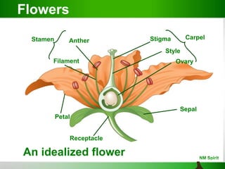 Stamen Anther
Filament
An idealized flower
Receptacle
Petal
Carpel
Sepal
Ovary
Style
Stigma
Flowers
 