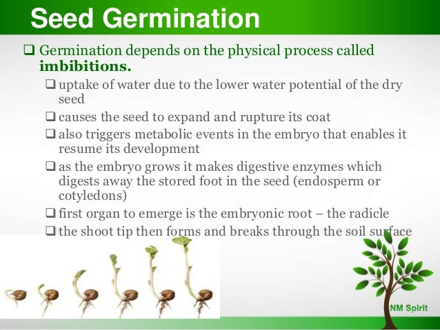 Plant Reproduction Development Plant Reproduction Development