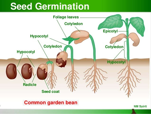 Plant Reproduction Development Plant Reproduction Development