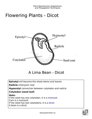 www.greenstem.us
Flowering Plants - Dicot
Plant Reproduction Adaptations
and Propagation Techniques
Ep icot y l will become the shoot-stems and leaves
Rad icle embryonic root
Hy p ocot y l connection between cotyledon and radicle
Cot y led on (seed leaf )
Not e:
If the seed has one cotyledon, it is a monocot.
Corn is a monocot.
If the seed has two cotyledons, it is a dicot.
A bean is a dicot.
A Lima Bean - Dicot
 