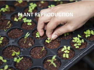 PLANT REPRODUCTION
 