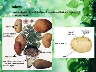-various types of modified plant structures that are enlarged to
store nutrients
 