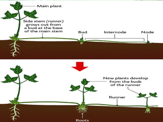stems which grow at the soil surface or just below ground that form
adventitious roots at the nodes, and new plants from the buds.
 