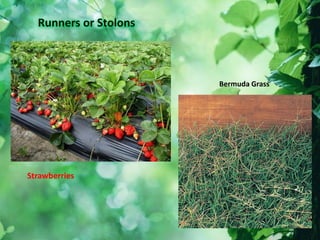 Strawberries
Bermuda Grass
 
