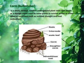 -is a short, vertical, swollen underground plant stem that serves
as a storage organ used by some plants to survive winter or other
adverse conditions such as summer drought and heat
(estivation).
 