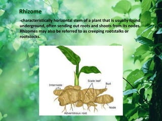 -characteristically horizontal stem of a plant that is usually found
underground, often sending out roots and shoots from its nodes.
Rhizomes may also be referred to as creeping rootstalks or
rootstocks.
 