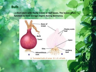 a short stem with fleshy leaves or leaf bases. The leaves often
function as food storage organs during dormancy.
 