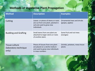 Method Description Examples
Cutting Leaves or pieces of stems or roots
are cut from one plant, planted in
soil and used to grow new
individuals
Ornamental trees and shrubs
(grapes, apples)
Budding and Grafting Small stems from one plant are
attached to larger stems or roots
of another plant.
Some fruit and nut trees
(oranges)
Tissue culture
(laboratory technique
only)
Pieces of tissues from one plant
are placed on a sterile medium
and used to grow new individuals
in mass numbers
Orchids, potatoes, many house
plants
Methods of Vegetative Plant Propagation
 