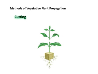 Methods of Vegetative Plant Propagation
 