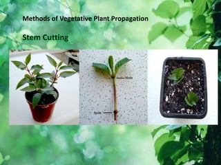 Methods of Vegetative Plant Propagation
 