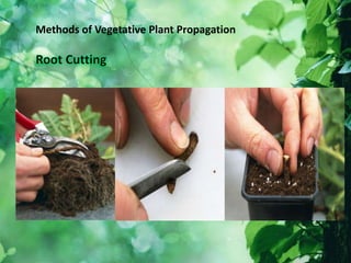 Methods of Vegetative Plant Propagation
 