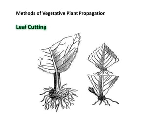 Methods of Vegetative Plant Propagation
 