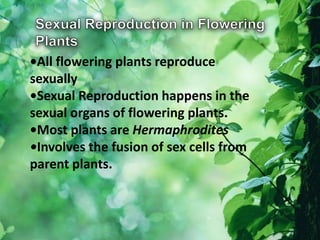 •All flowering plants reproduce
sexually
•Sexual Reproduction happens in the
sexual organs of flowering plants.
•Most plants are Hermaphrodites
•Involves the fusion of sex cells from
parent plants.
 